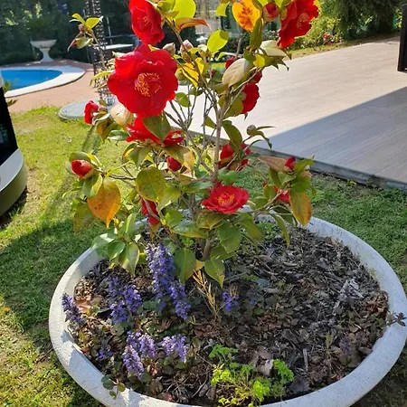 Vendégház Mariel Maggiore Gravellona Toce