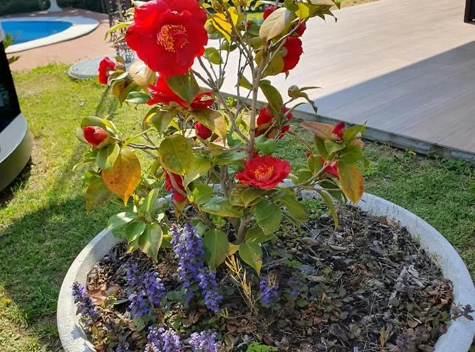 Gasthuis Mariel Maggiore Gravellona Toce